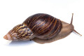 Lissachatina zanzibarica adult
